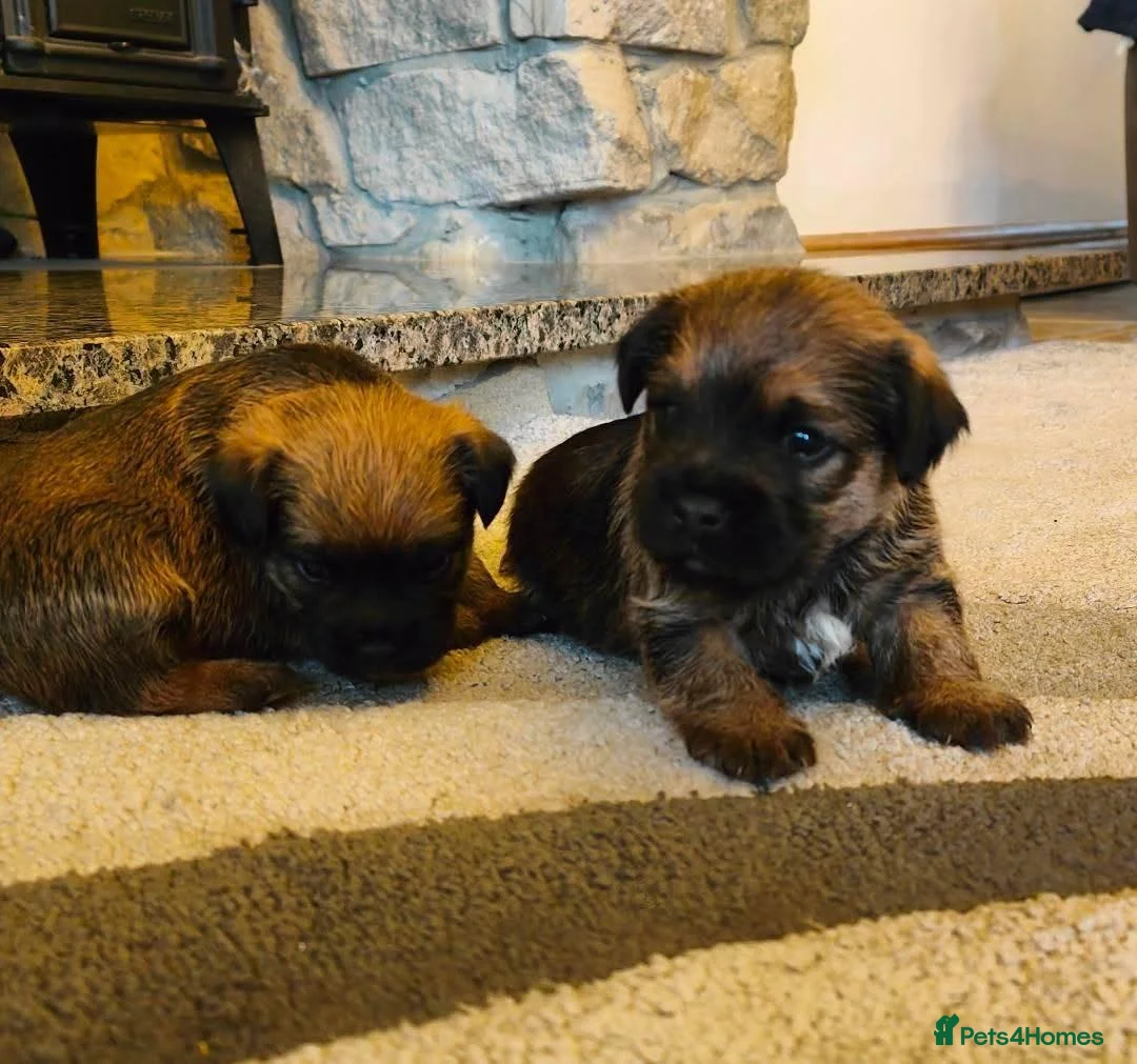 Border Terrier dogs for sale: KC border terrier puppies 2 boys - Advert 5