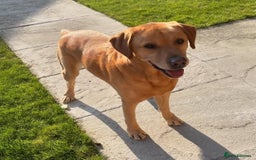 Labrador Retriever dogs for sale: Labrador puppys - Image 8