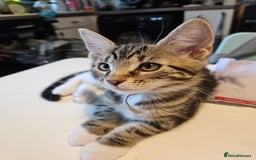 Maine Coon cats for sale: Maine Coon (parents not registered - family pet) - Image 16
