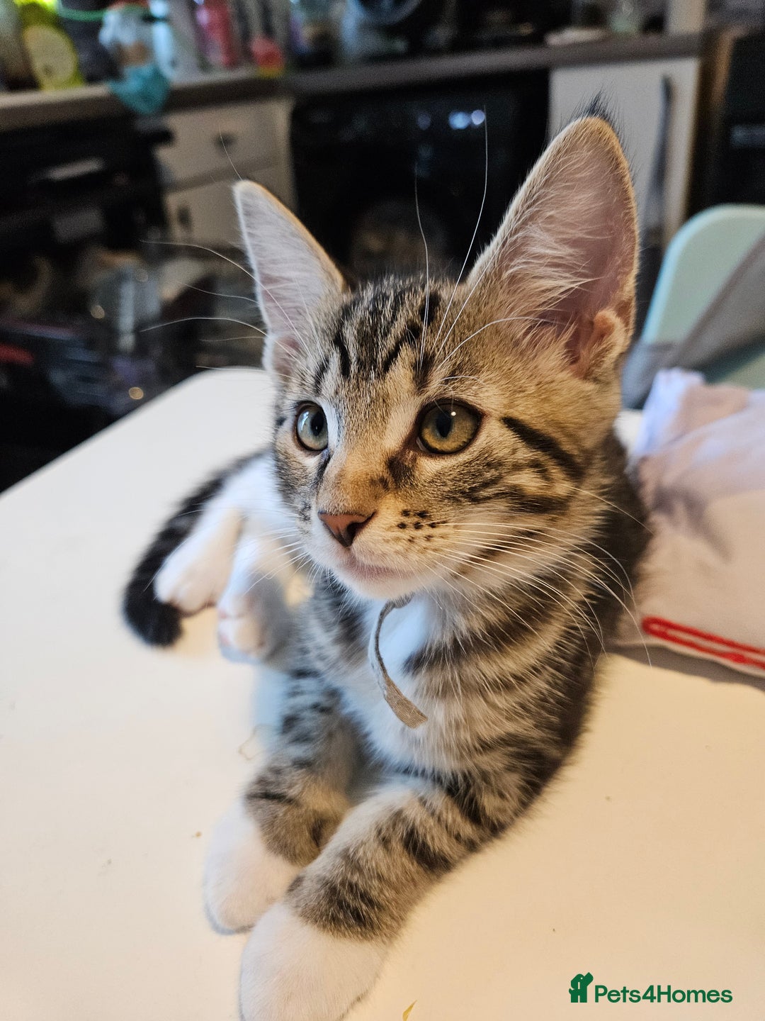 Maine Coon cats for sale: Maine Coon (parents not registered - family pet) - Image 16