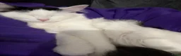 Domestic Shorthair cats for sale: Beautiful kittens 5* homes  - Advert 4