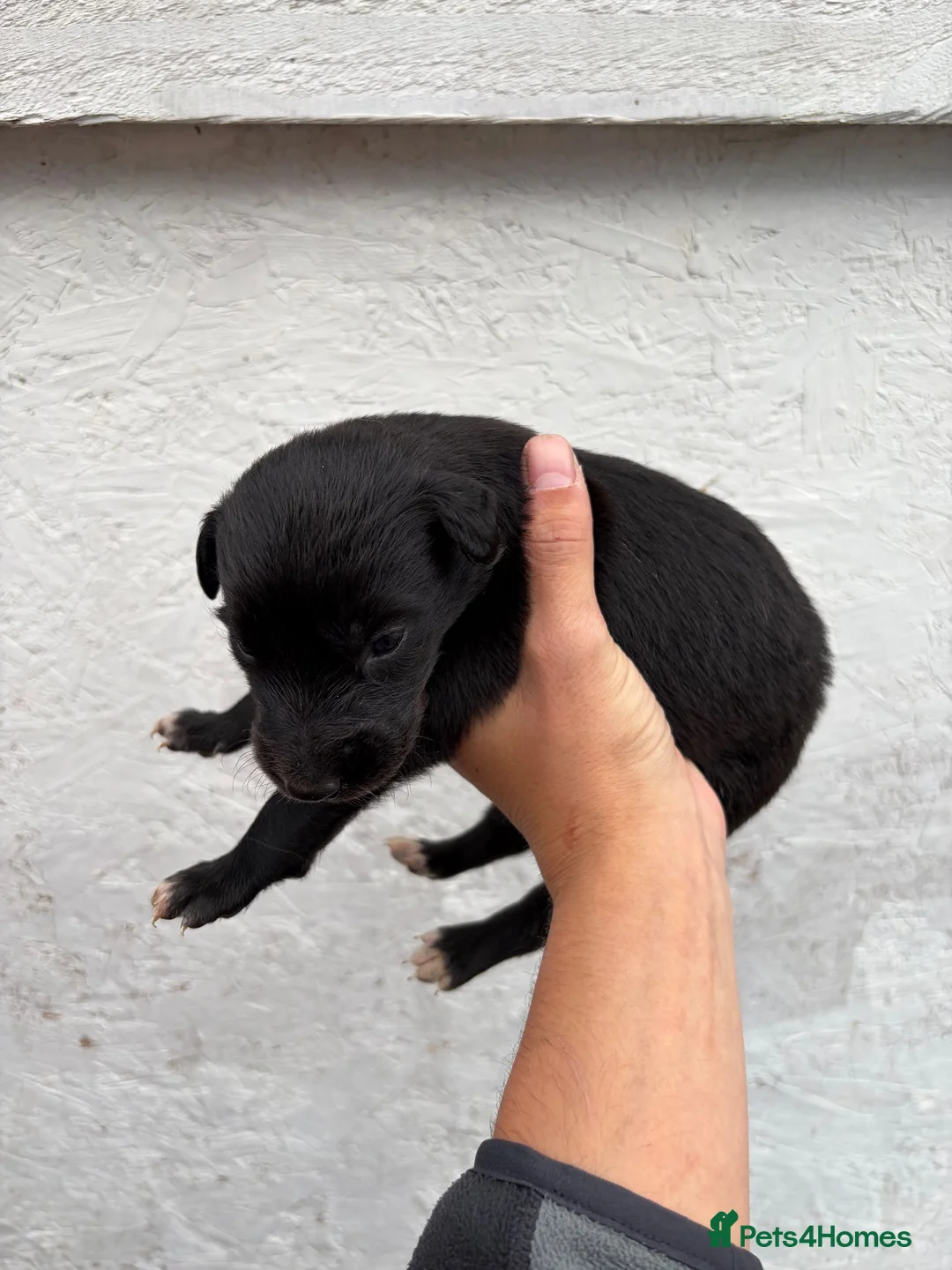Lurcher dogs for sale: Lurcher Puppy’s  in Tipton - Advert 2