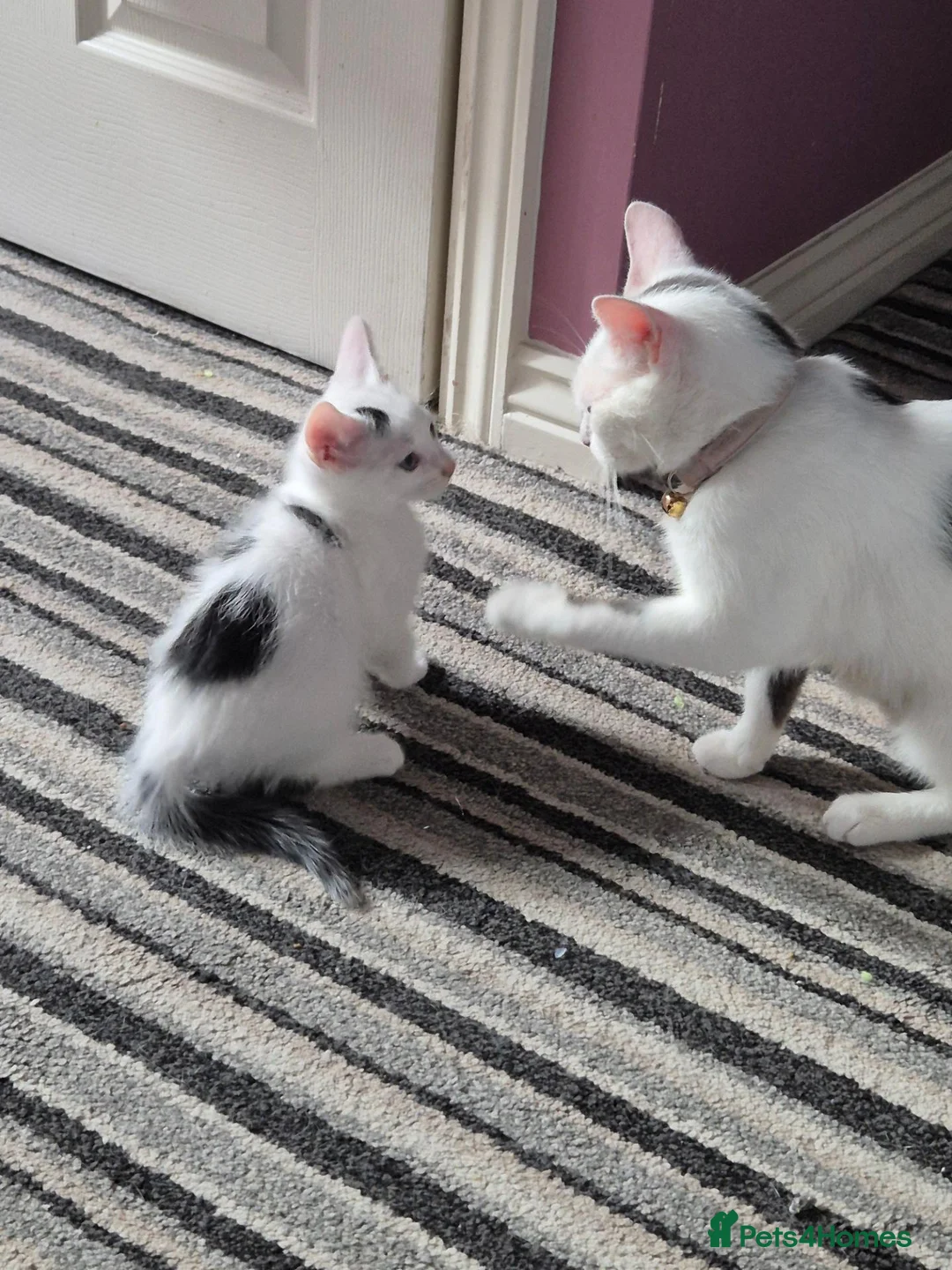 Mixed Breed cats for sale: White with black spots.  - Advert 2