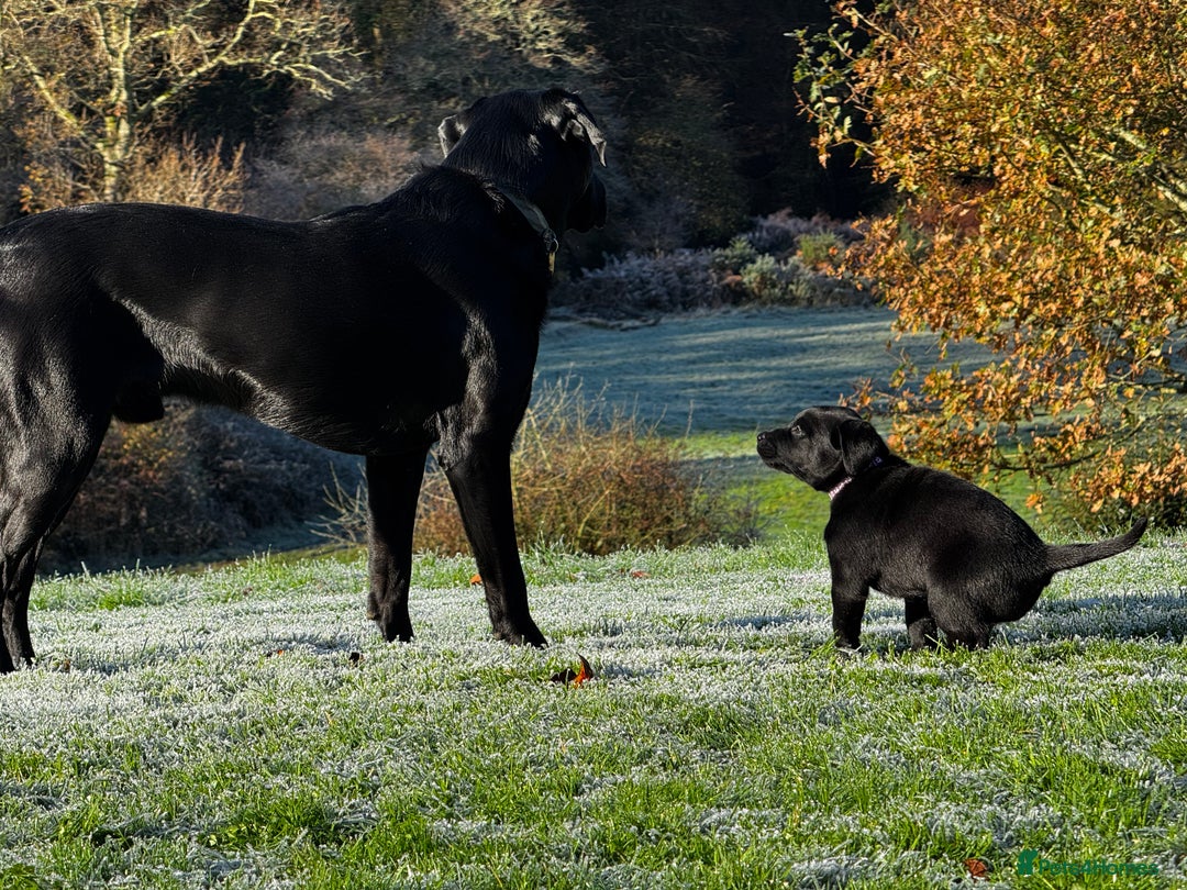Labrador Retriever dogs for sale: Labrador Puppies  - Advert 24