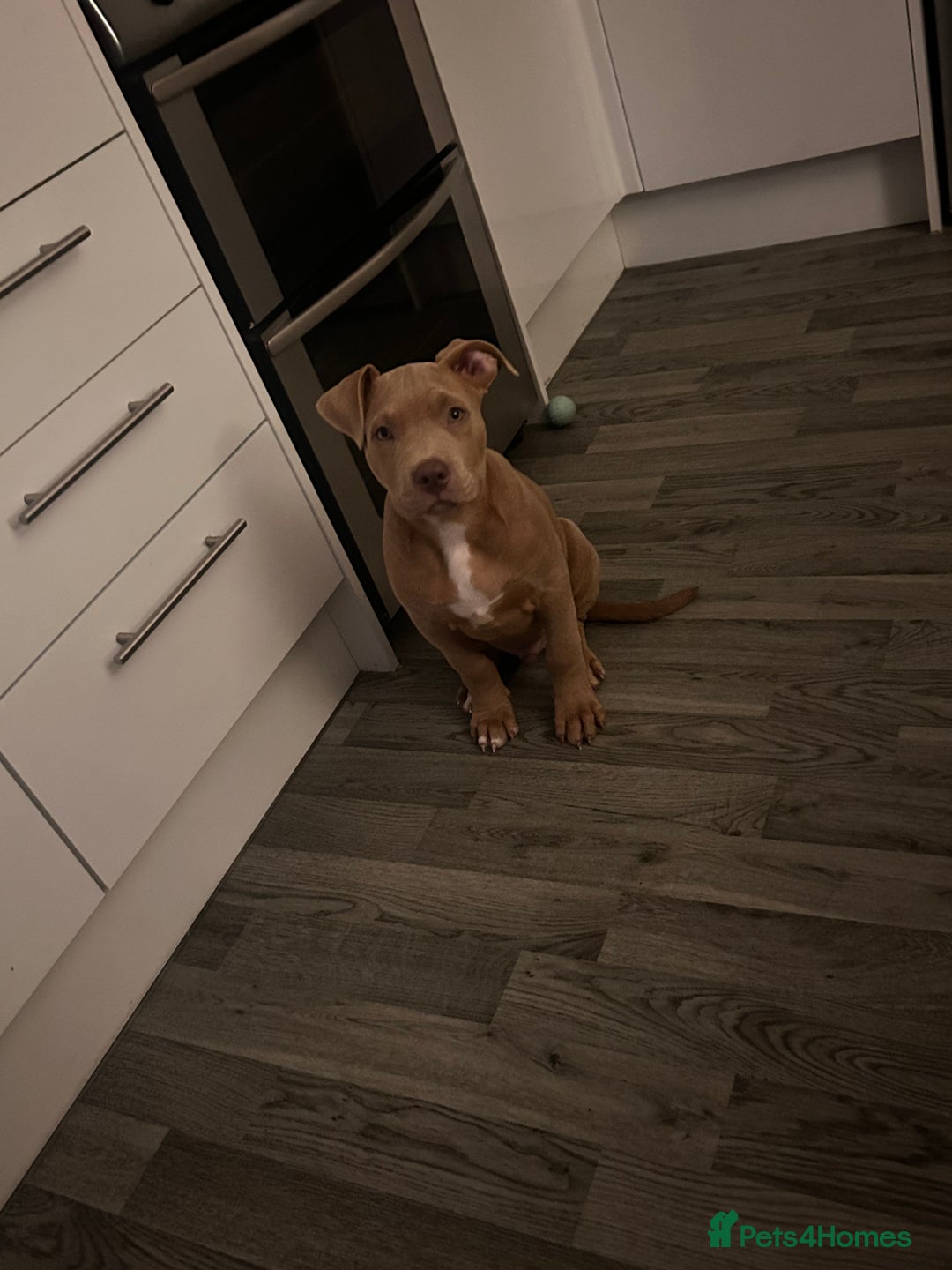 Mixed Breed dogs for sale: Staffy x  - Image 4