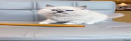 Ragdoll cats for sale: Pure Ragdoll kittens Registered and DNA tested  - Advert 16