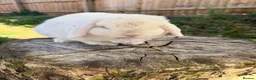 Mini Lop rabbits for sale: 2 year old Mini lop doe and kits  - Advert 4