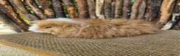 Guinea Pig rodents for sale: Gorgeous Minipli sow gold and white girl ready now - Advert 5