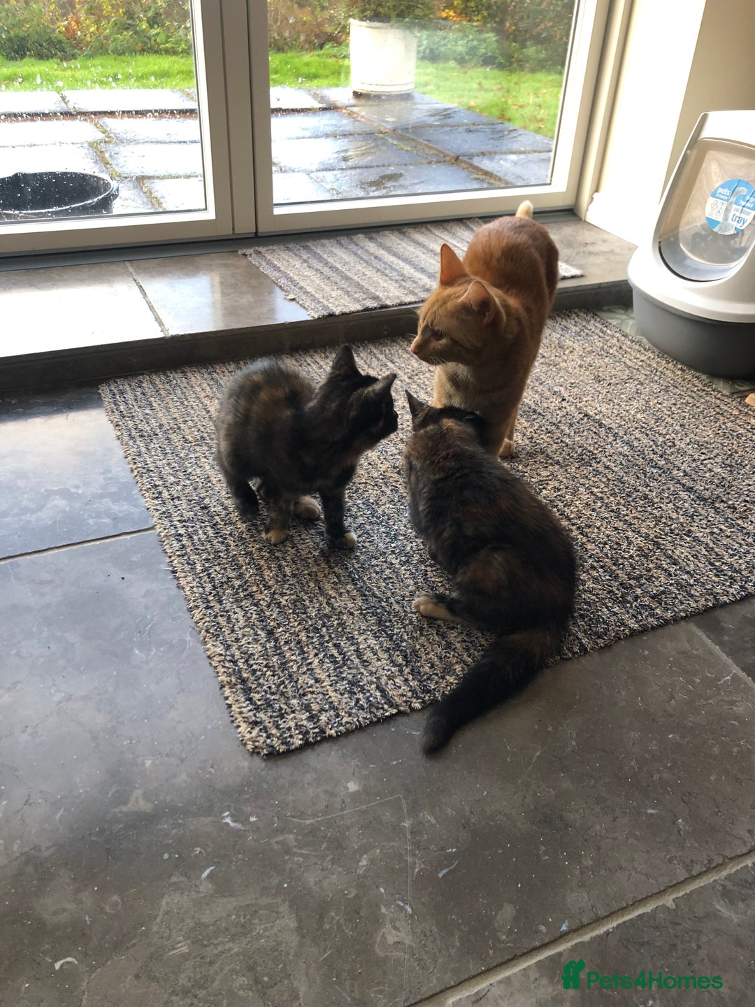 Mixed Breed cats for sale: Beautiful tortoiseshell/calico kitten - Image 5