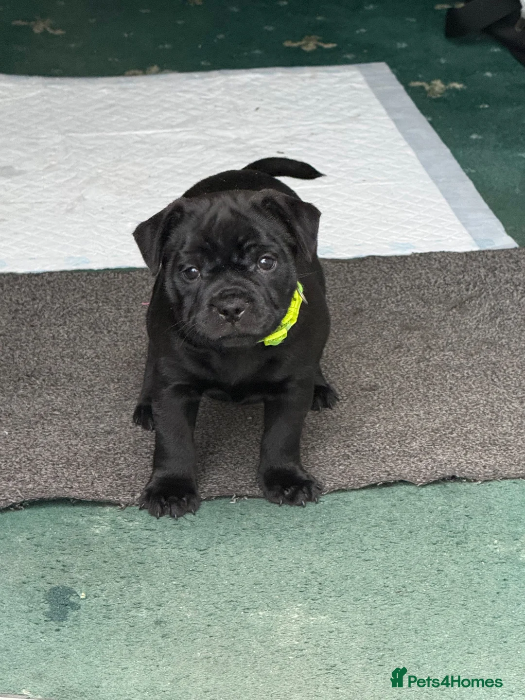 Staffordshire Bull Terrier dogs for sale: Stunning Staffordshire bull terrier pups in New Tredegar - Advert 9