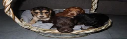Cocker Spaniel dogs for sale: 4Girls 2Boys Cockerspaniel puppy’s for sale - Advert 10