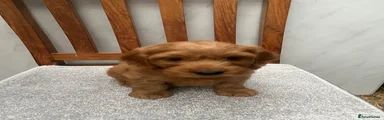 Cockapoo 6