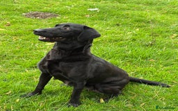 Labrador Retriever dogs for sale: Beautiful kennel club pups with impressive lines - Image 14