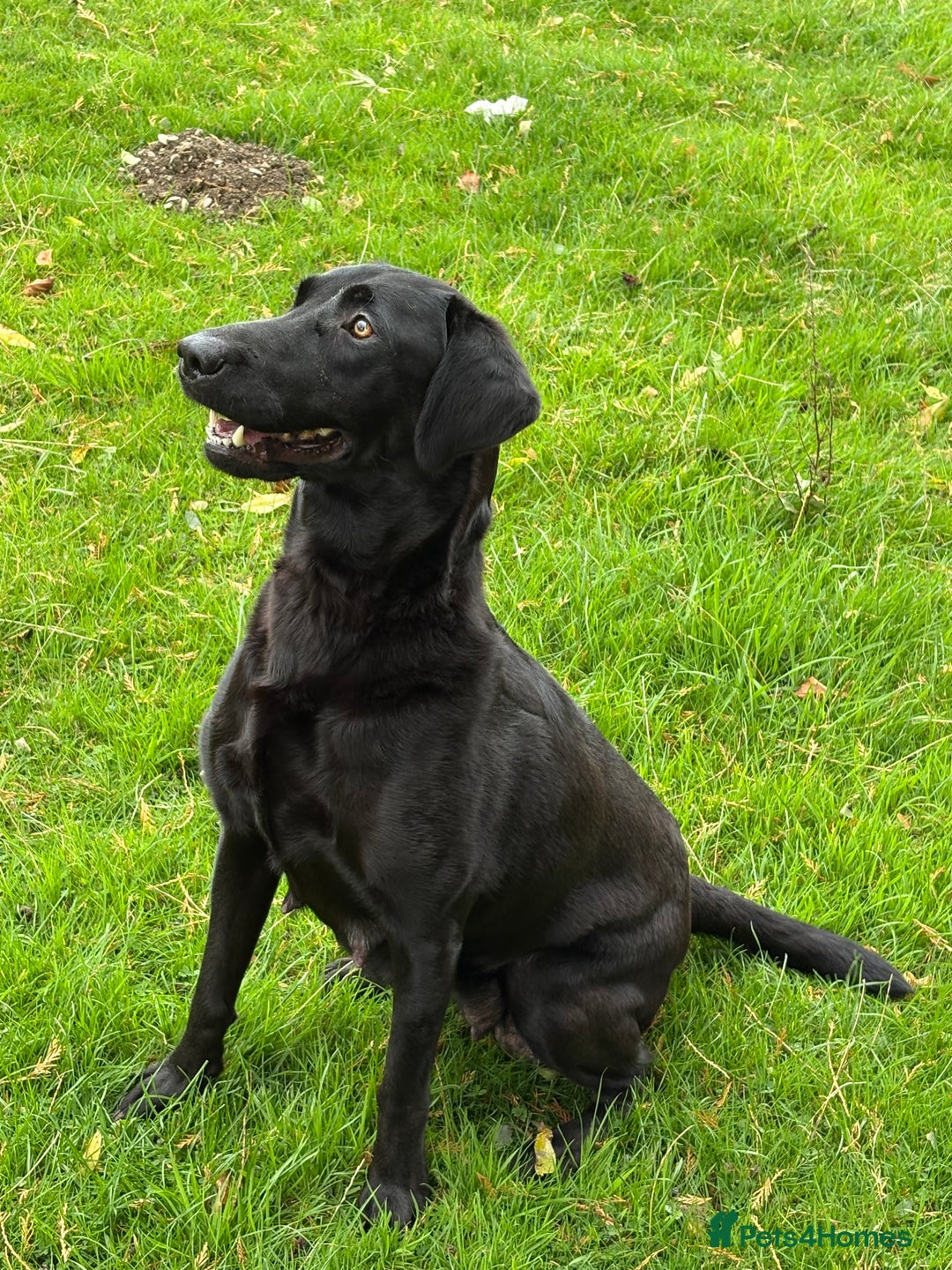 Labrador Retriever dogs for sale: Beautiful kennel club pups with impressive lines - Image 14