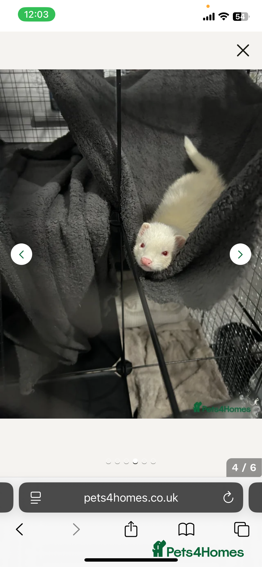 Ferret rodents for sale: two male ferrets for sale  - Advert 4