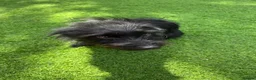 Jackapoo dogs for sale: Joseph  - Advert 2