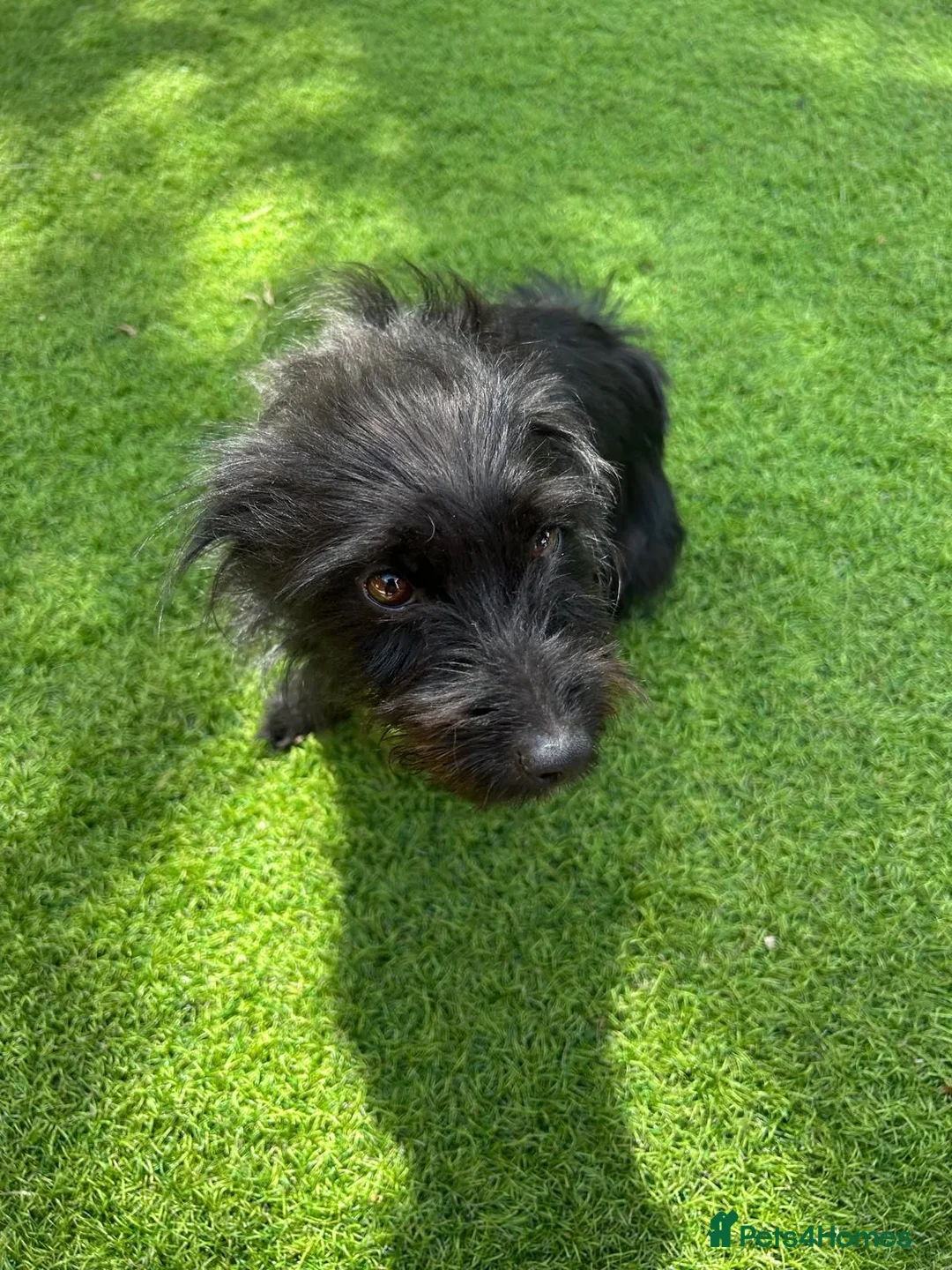 Jackapoo dogs for sale: Joseph  - Advert 2