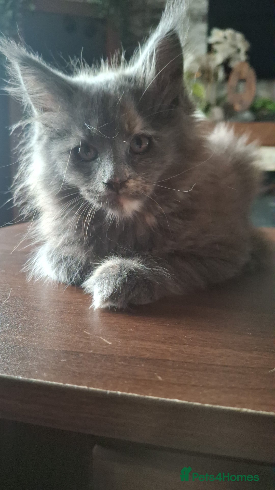 Maine Coon cats for sale: Gorgeous kittens  - Image 14