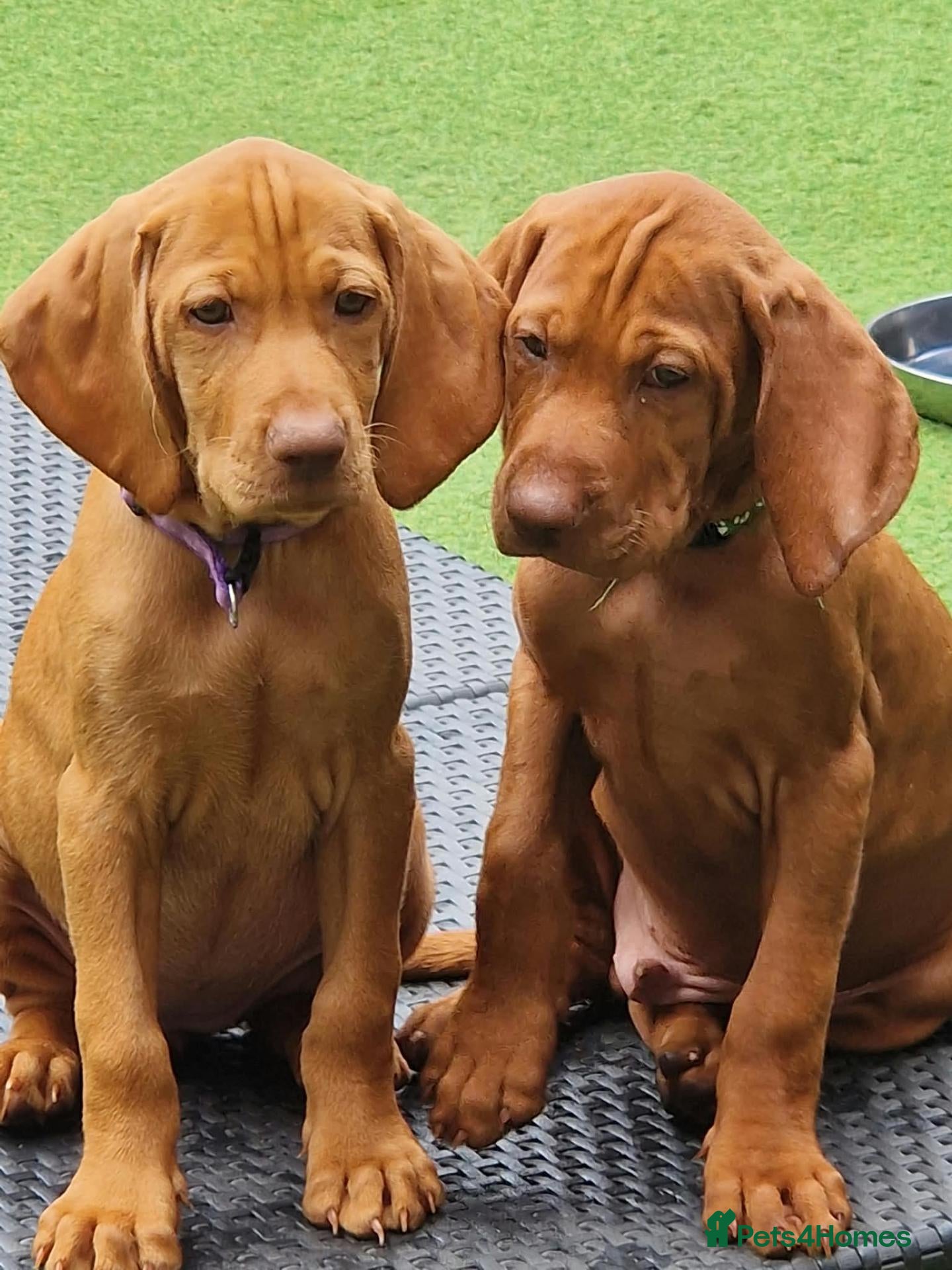 Hungarian Vizsla dogs Hungarian Vizsla Puppies KC Registered - Advert 2