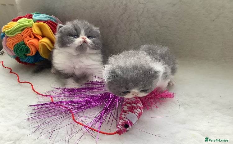 Persian cats - Advert 4