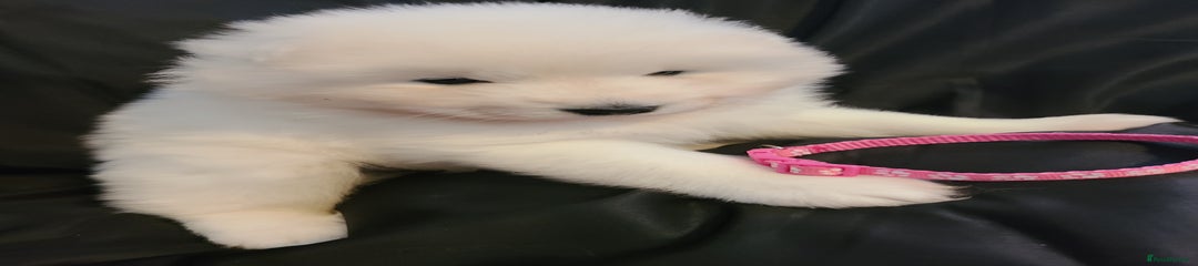Samoyed Puppy 6