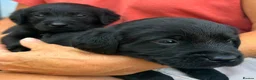 Goldador dogs for sale: Golden Retriever × Black Labrador Puppies - Advert 3