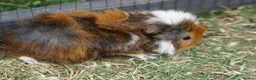 Guinea Pig rodents for sale: Beautiful funky guinea pigs - Advert 2