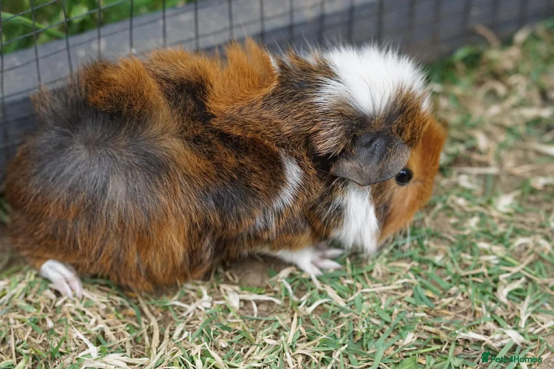 Guinea Pig rodents for sale: Beautiful funky guinea pigs - Advert 2