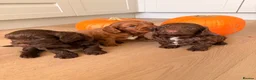 Cockapoo dogs for sale: F1B cockapoo puppies in Kilwinning - Advert 4