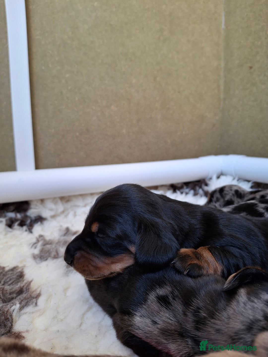Miniature Dachshund dogs for sale: 🐾❤️ KC Reg Smooth Haired Miniature Dachshunds  - Advert 10