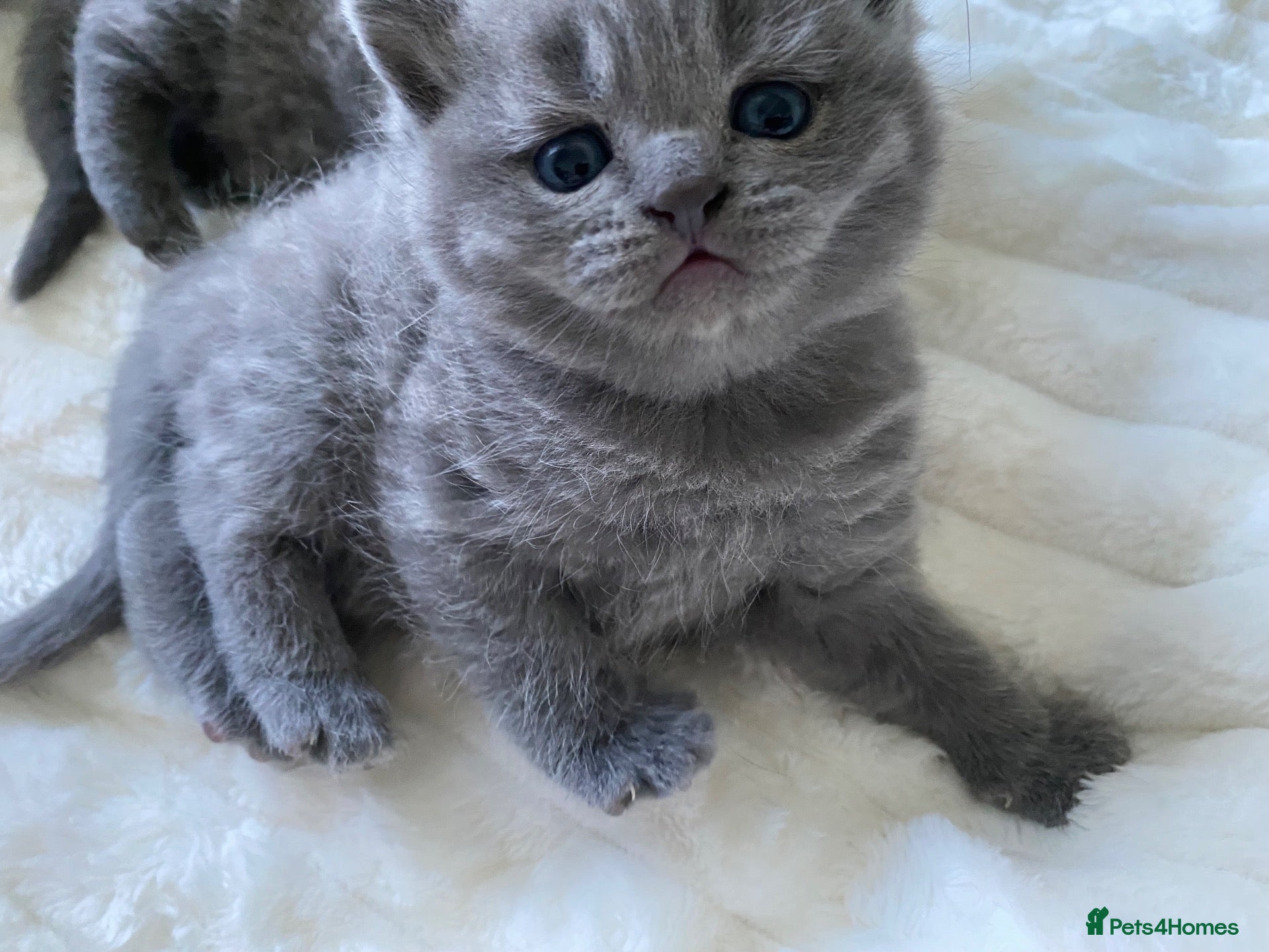 British Shorthair cats GCCF active/pet British Shorthaired kittens - Advert 1