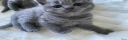 British Shorthair cats for sale: GCCF active/pet British Shorthaired kittens - Advert 7