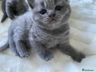 British Shorthair cats GCCF active/pet British Shorthaired kittens - Advert 1