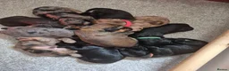 Mixed Breed dogs for sale: ALL STILL AVAILABLE La schnoodle pup DNA test dad  - Advert 15