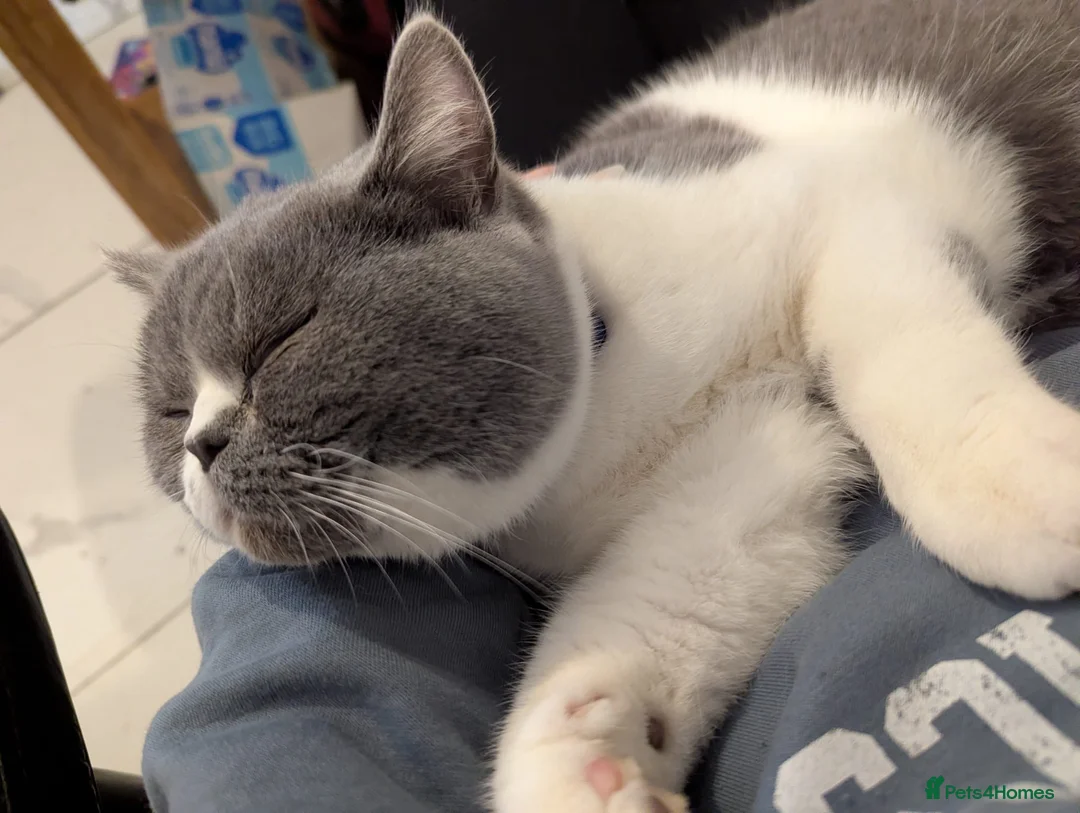British Shorthair cats for sale: In tacked male  in Wolverhampton - Advert 3