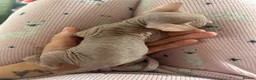 Sphynx cats for sale: Pink Canadian sphyx - Advert 4