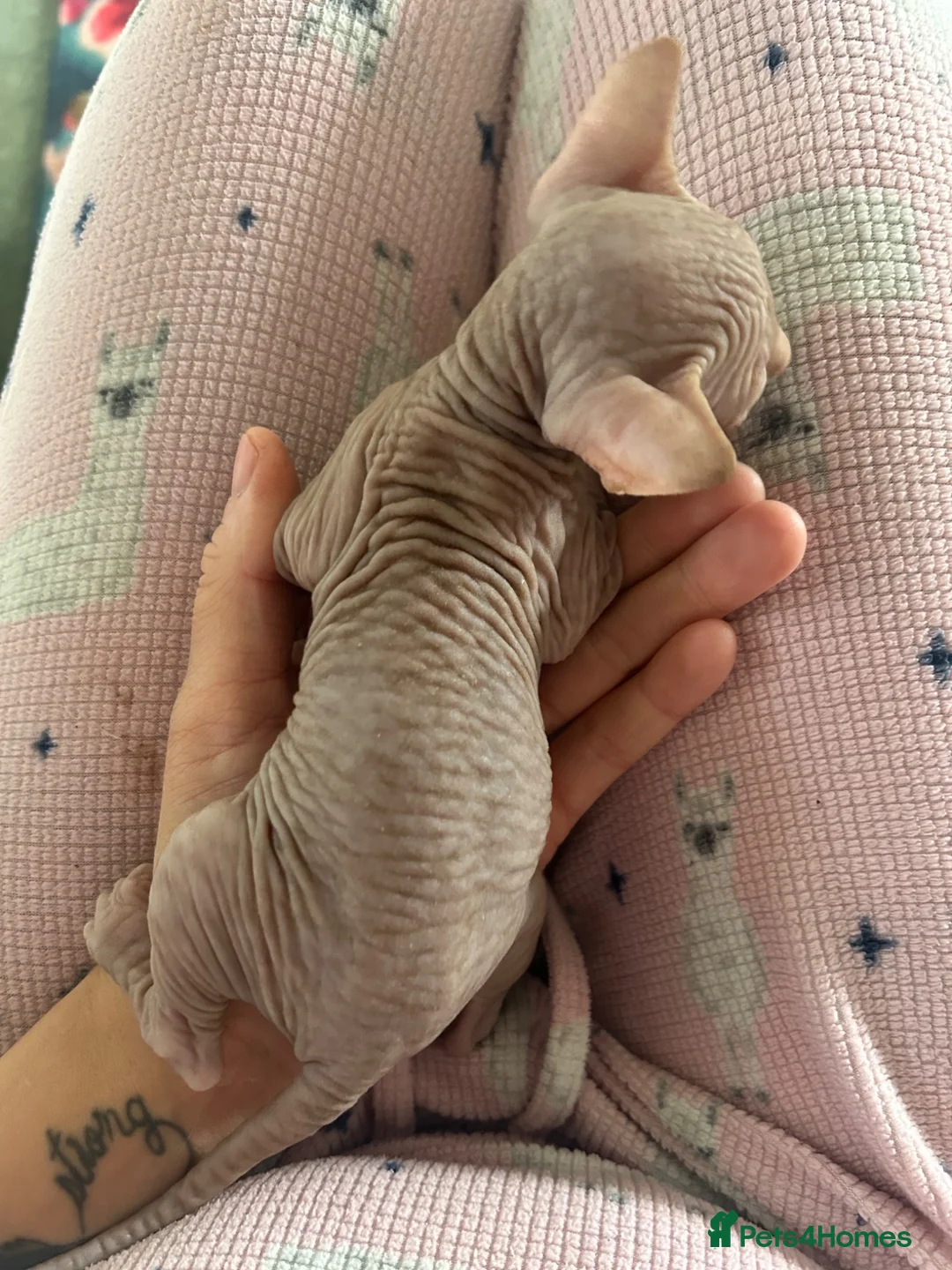 Sphynx cats for sale: Pink Canadian sphyx - Advert 4