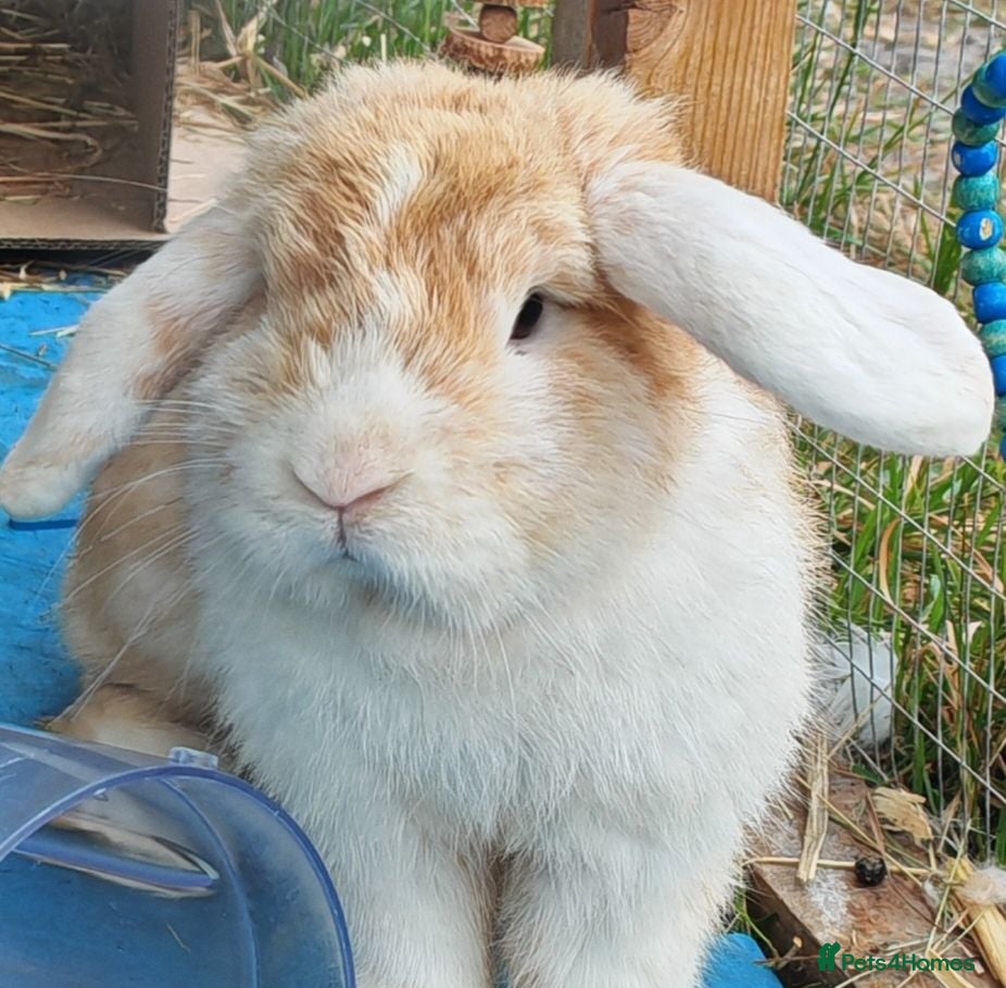 Mini Lop rabbits Mix lop brothers. - Advert 1
