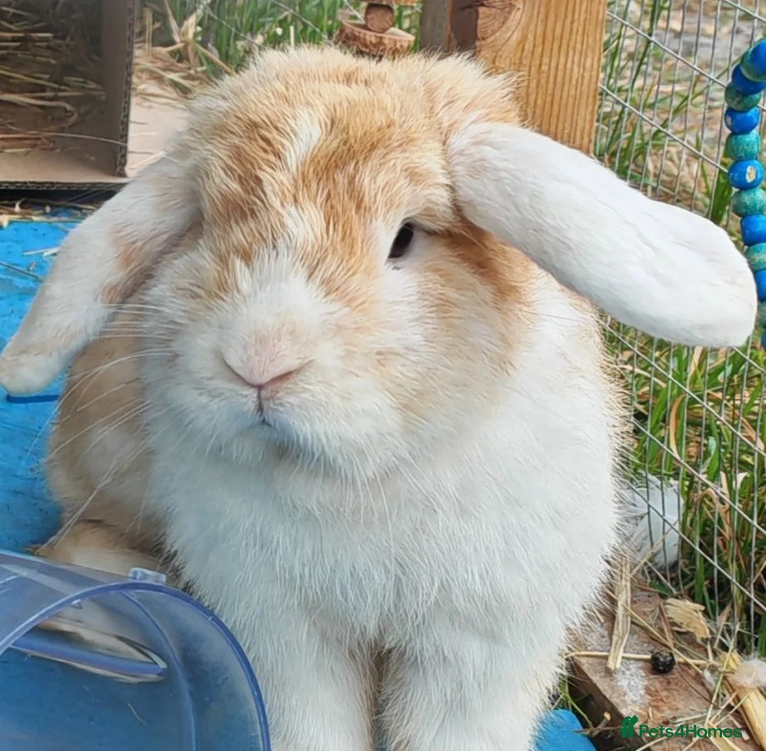 Mini Lop rabbits for sale: Mix lop brothers. in Bridgwater - Advert 1