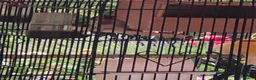 Finches birds for sale: Female gold finch  in Pinner - Advert 3