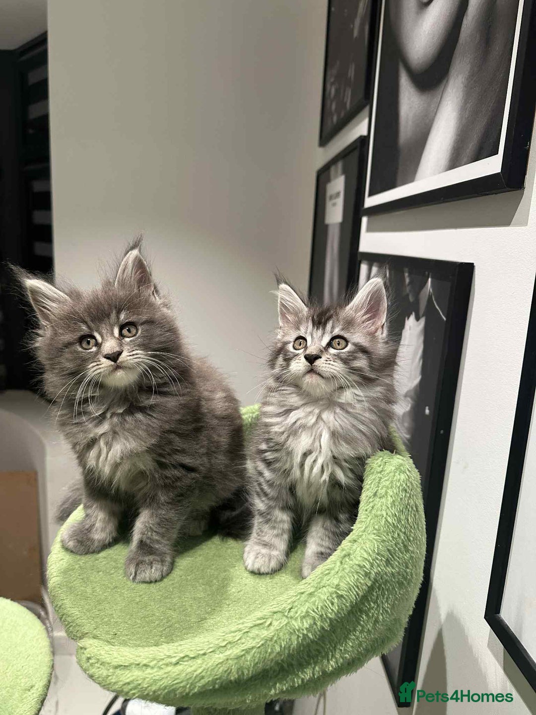 Maine Coon cats for sale: Stunning Mainecoon Kittens - Image 26