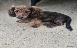 Miniature Dachshund dogs for sale: 5 month old KC cream brindle girl - Image 1