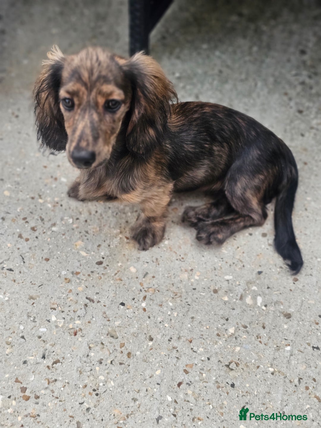 Miniature Dachshund dogs for sale: 5 month old KC cream brindle girl - Image 1