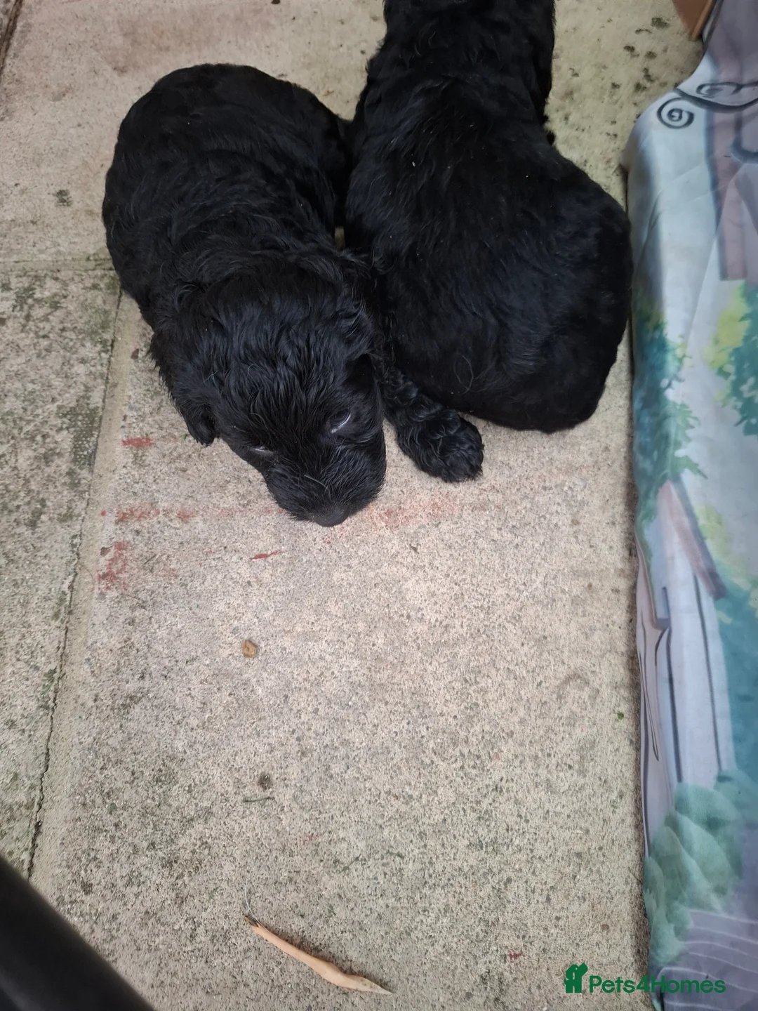 Mixed Breed dogs for sale: Sprockerpoo puppys for sale - Advert 2