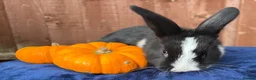 French Lop rabbits for sale: 5 Beautiful French lops  - Advert 18
