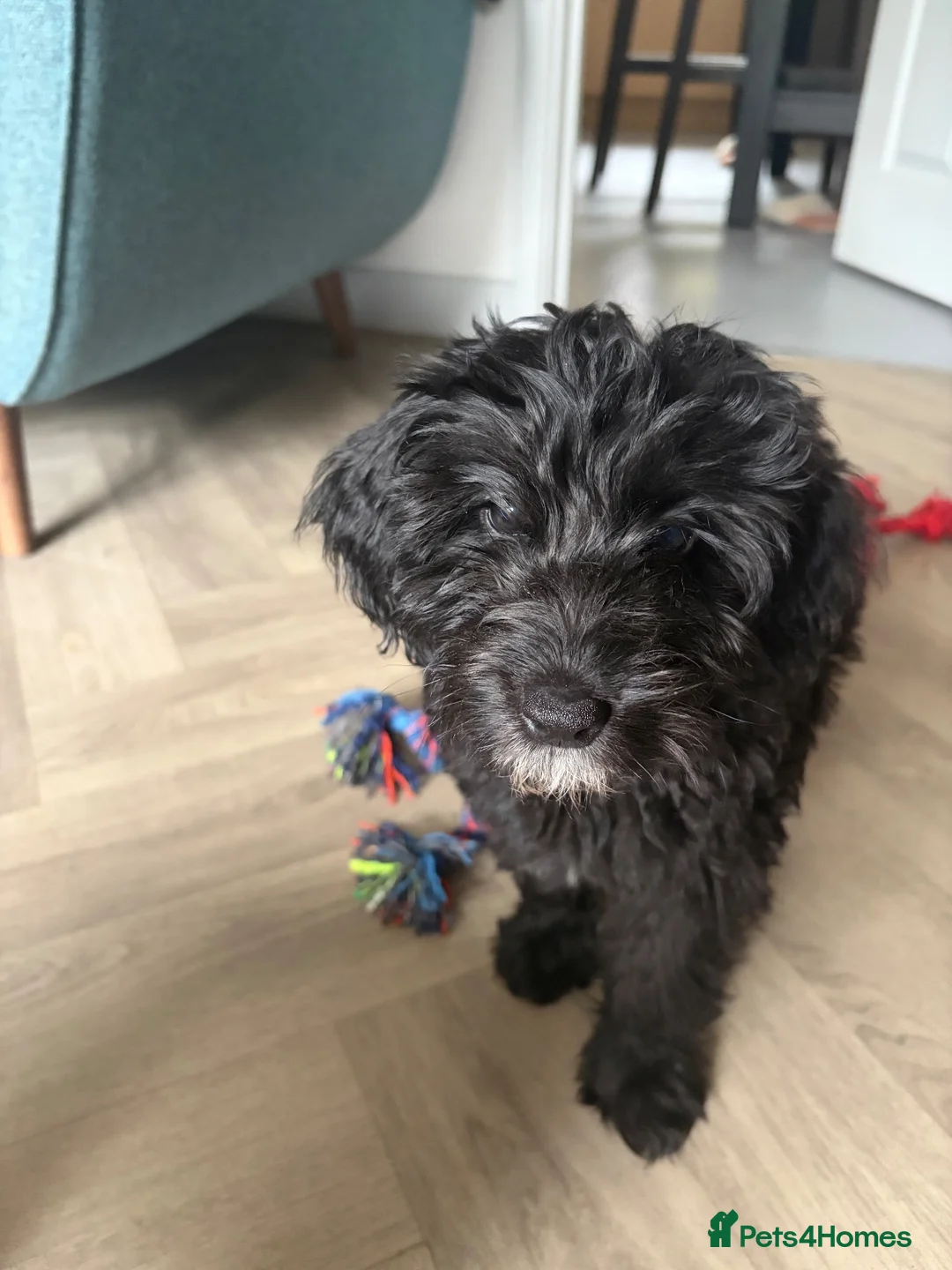 Cockapoo dogs for sale: 1 beautiful F2b cockapoo girl left! 🦌 🐶  in Barnstaple - Advert 2