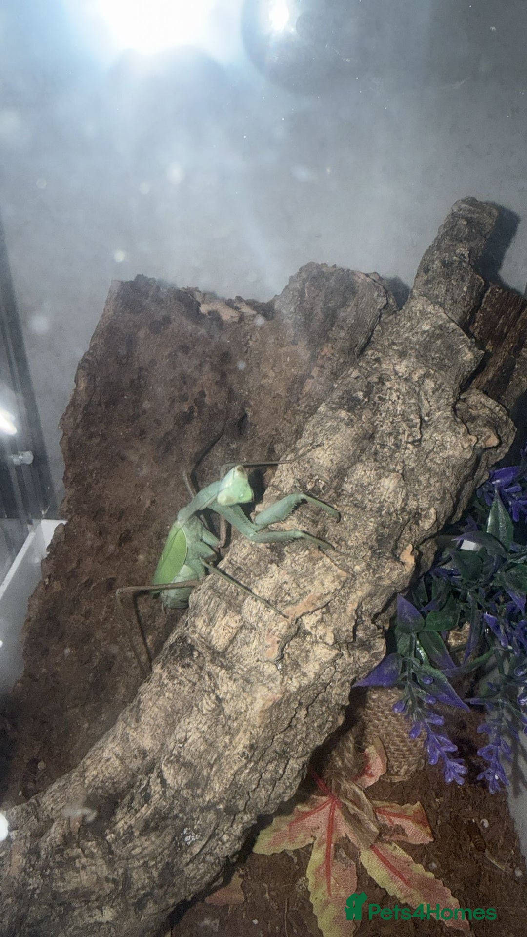 Praying Mantis invertebrates for sale: Giant Asian praying mantis  - Advert 2