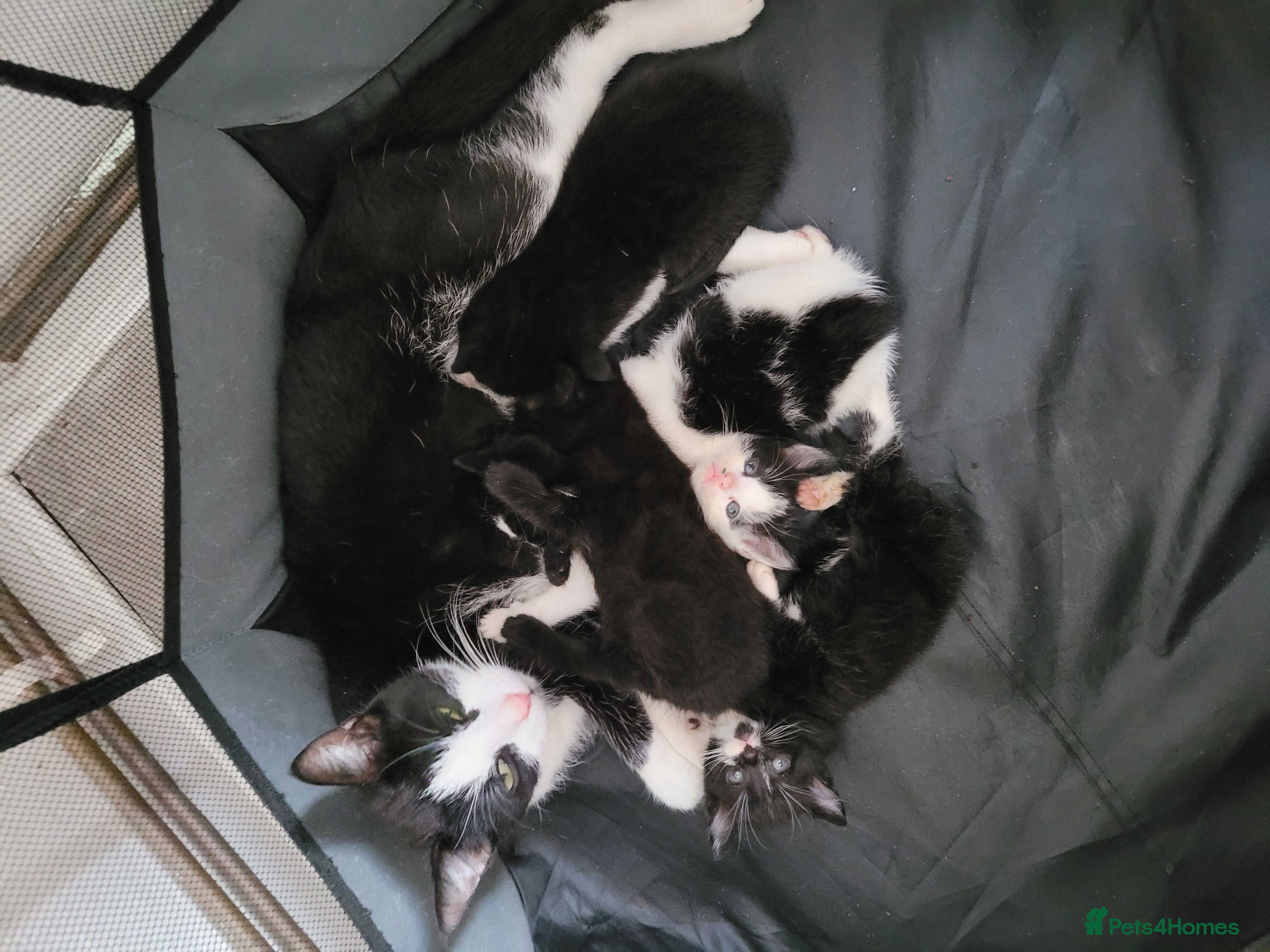 Turkish Angora cats Turkish angora babies - Advert 1