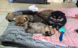 Pomeranian dogs for sale: Tiny Teddy Bear Pomeranians - Image 13