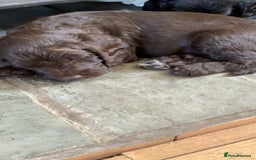 Cockapoo dogs for sale: Last 2 boys for sale both need new homes 💙 - Image 2